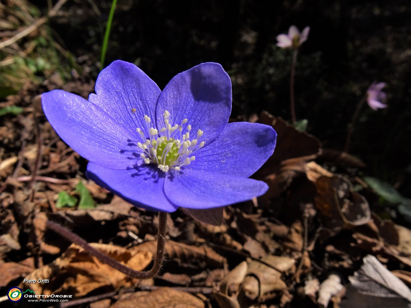 75 Hepatica nobilis (Erba trinita) sul sent.594A.JPG